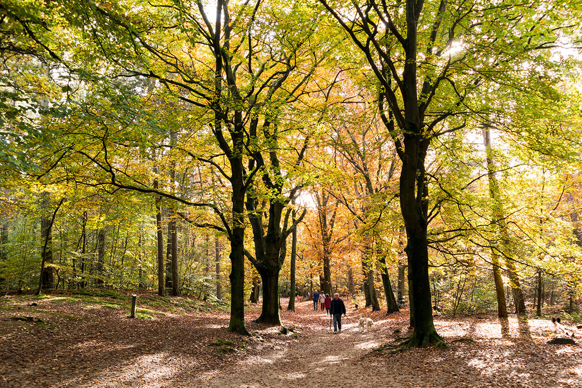 Baarnsche Bos bij De Generaal